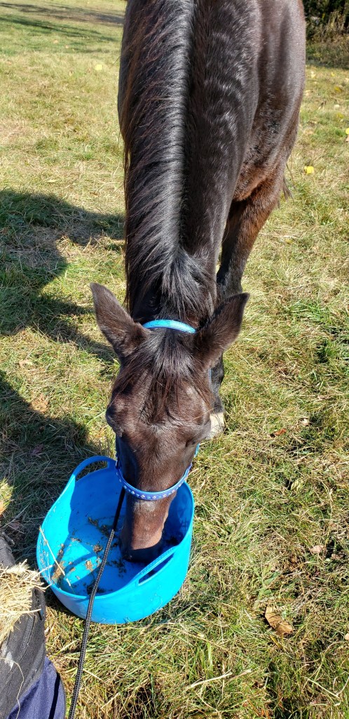 polishing off mash during Vet Check 1